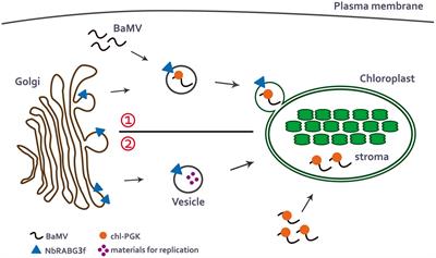 Host Factors Involved in the Intracellular Movement of Bamboo mosaic virus